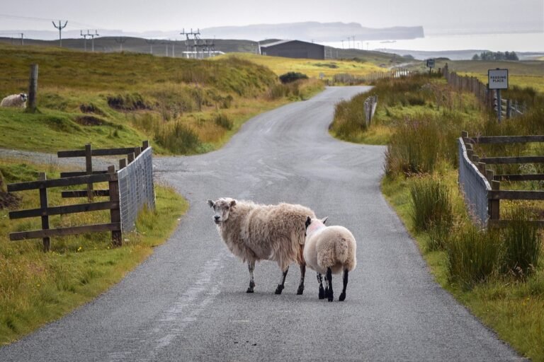 Asphalt for Farm Lanes and Rural Roads: Cost Guide & Benefits Analysis 2025